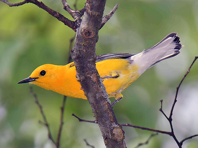 Prothonotary Warbler by Alan Lenk